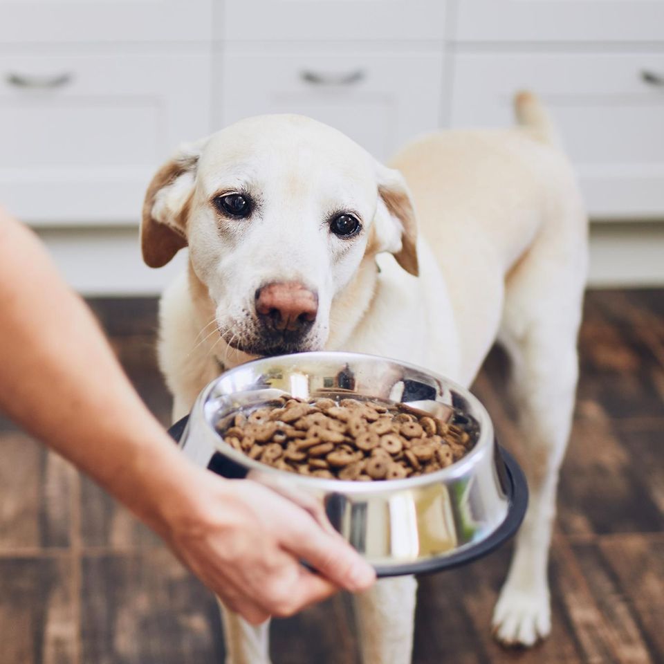 Weißer Hund bekommt Trockenfutter als hochwertiges Hundefutter