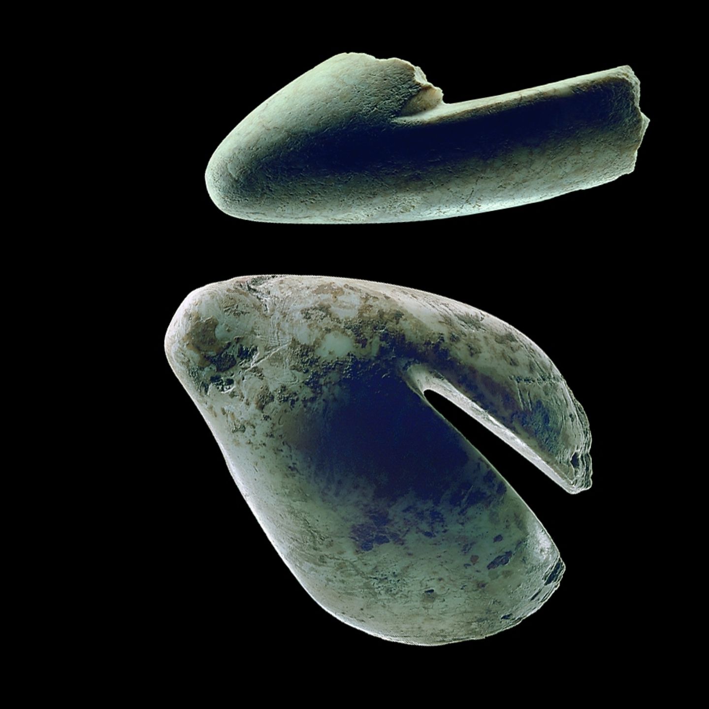 Schmuck aus Stachelaustern wie diese Gürtelschließe war damals hoch geschätzt
