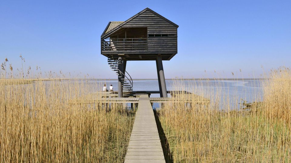 Kiekkaaste im Röhricht des Dollart