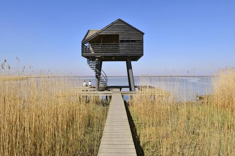 Kiekkaaste im Röhricht des Dollart