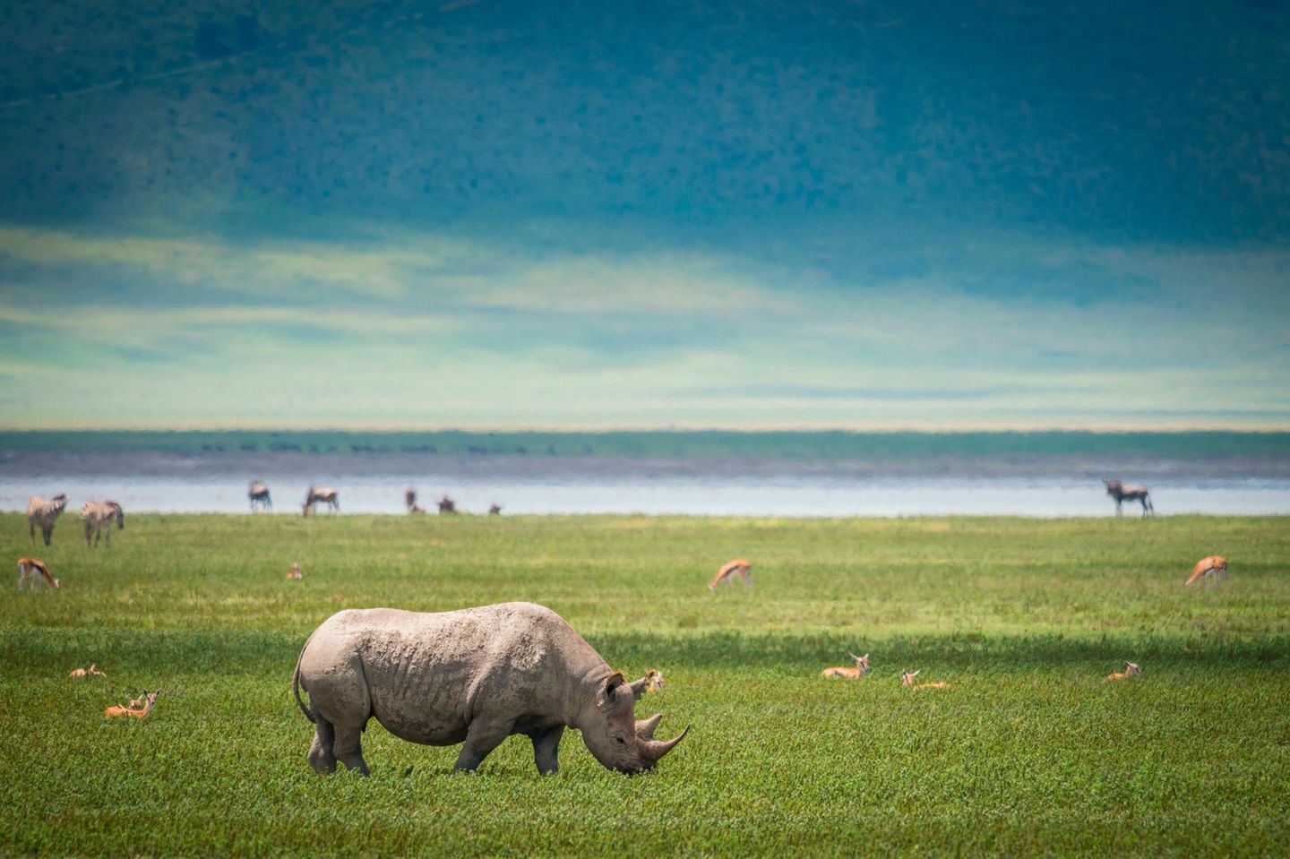 Zebras grasen in einem großen Krater