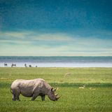 Zebras grasen in einem großen Krater
