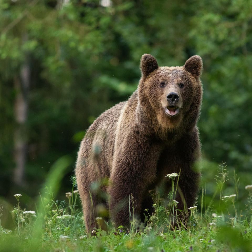 Braunbär im Wald