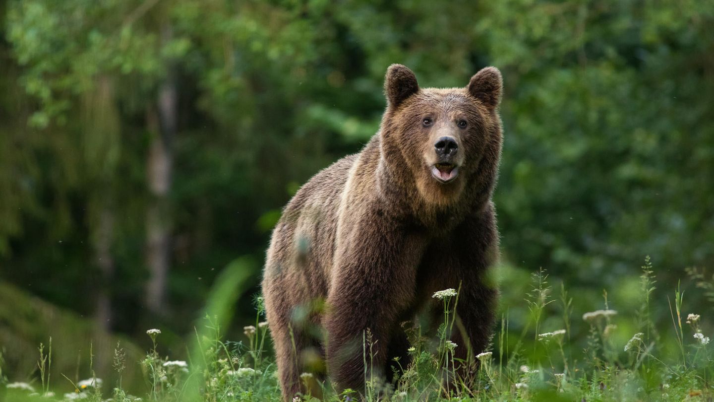 Braunbär im Wald