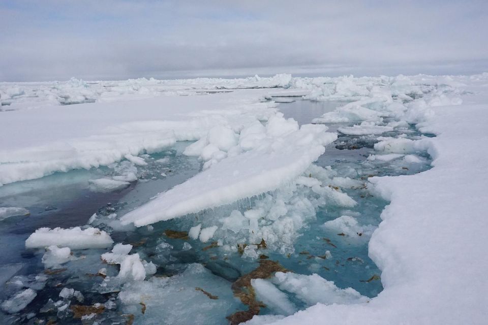 Eisalge Melosira Arctica und Mikroplastik in der Antarktis