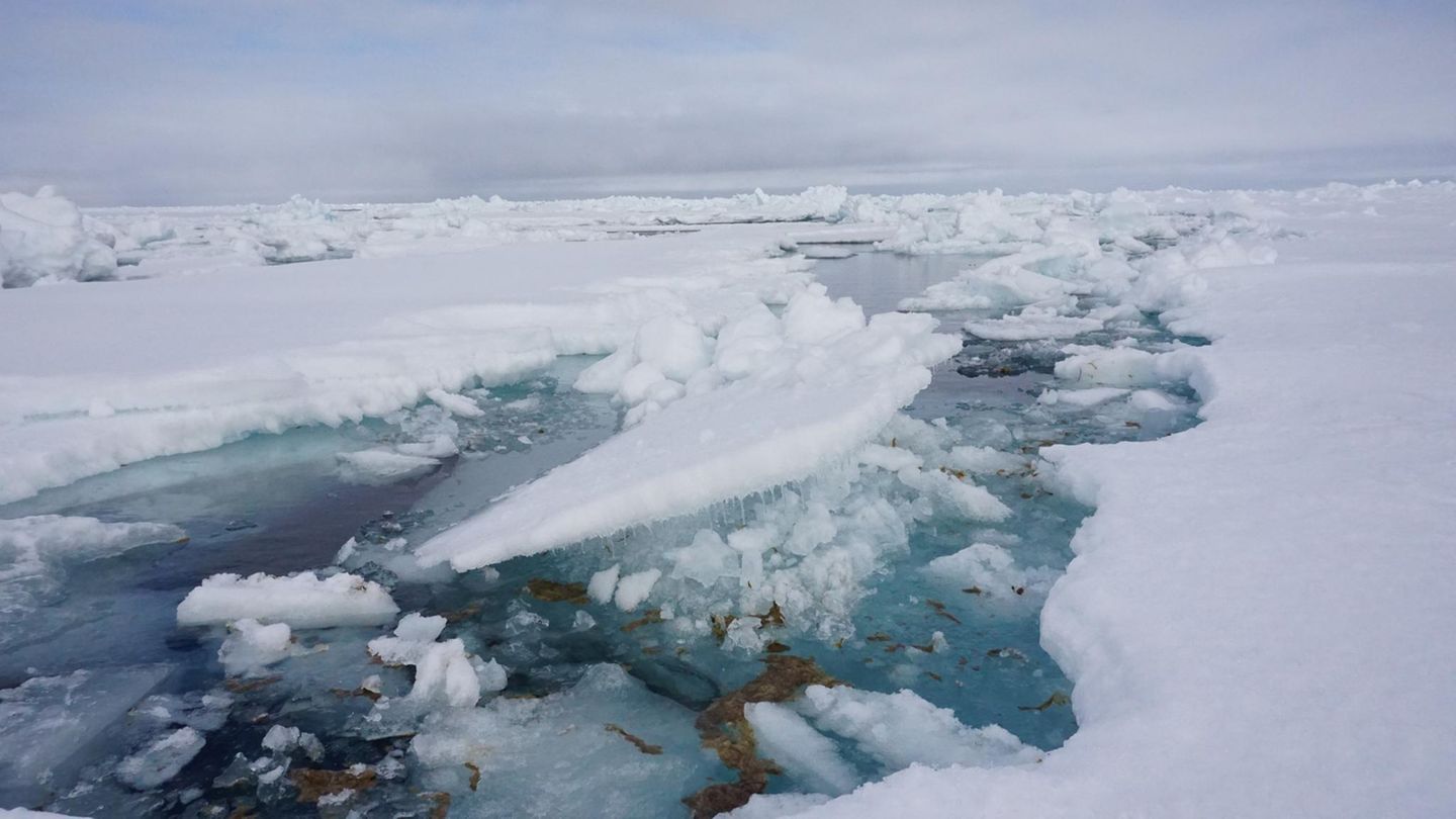 Eisalge Melosira Arctica und Mikroplastik in der Antarktis
