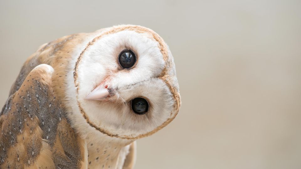 Innere Uhr: Ob früher Vogel oder Nachteule: Warum jeder von uns anders tickt