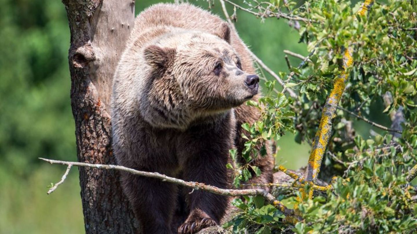 Ein Braunbär klettert im Gehege im Wildpark Poing (Bayern) auf einem Baum