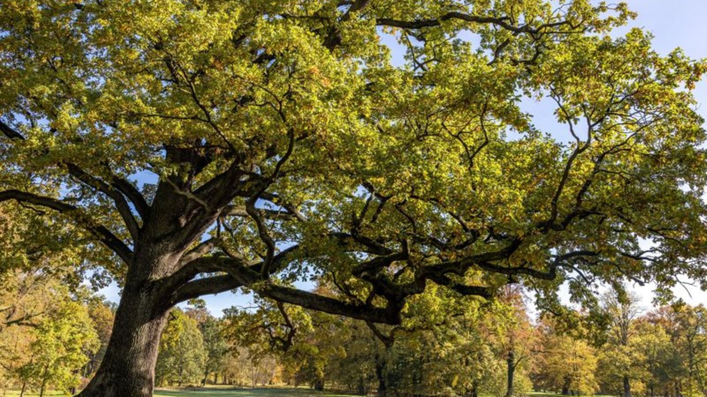 Eine Eiche "reckt" im Fürst-Pückler-Park in Bad Muskau einen langen Ast über eine Wiese. Auf jeden Menschen in Deutschland komme
