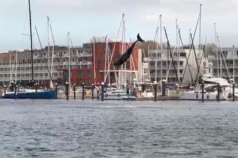 Delfin springt in der Lübecker Bucht aus dem Wasser