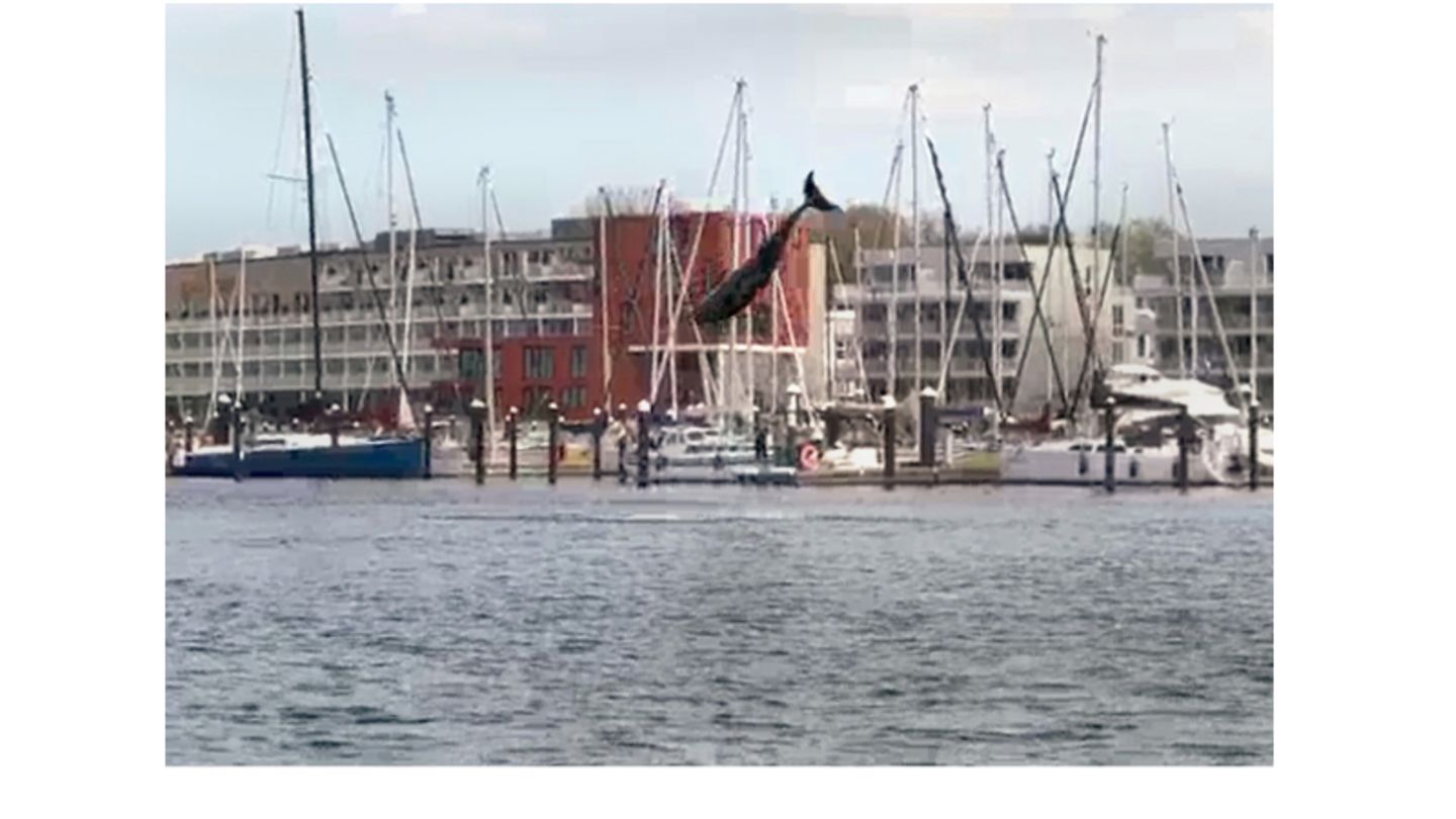 Delfin in der Lübecker Bucht