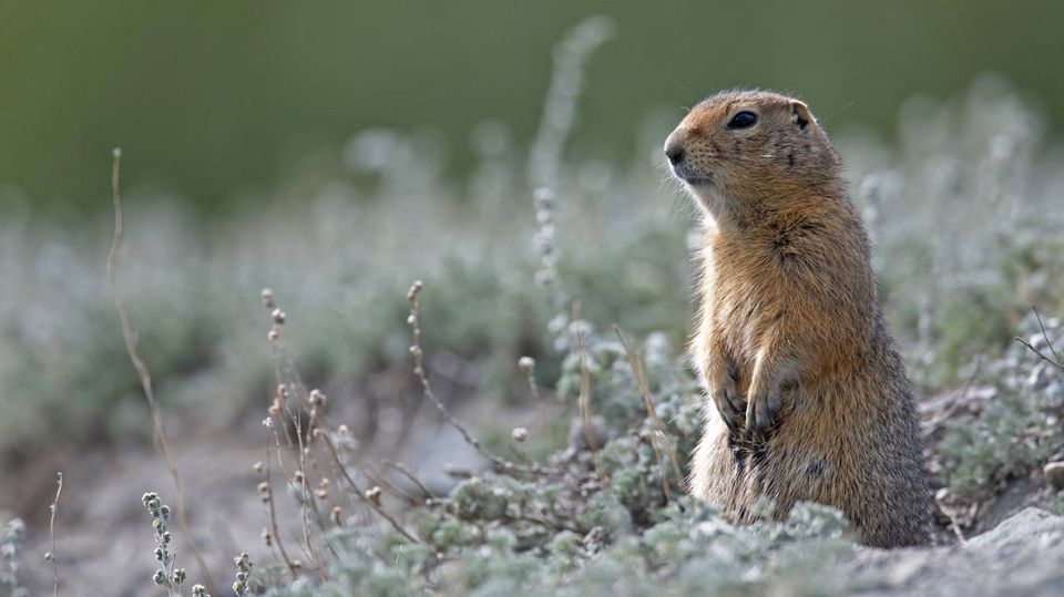 Arktisches Erdhörnchen