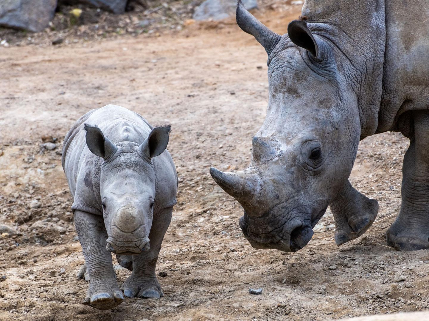 Top 10 der afrikanischen Tiere