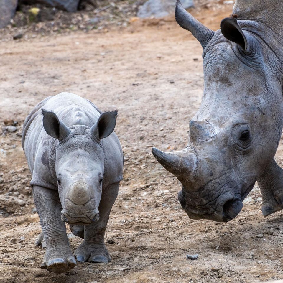 Nashörner