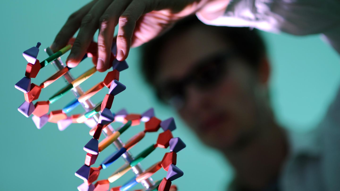 Ein Mann betrachtet in Hamburg ein DNA-Modell