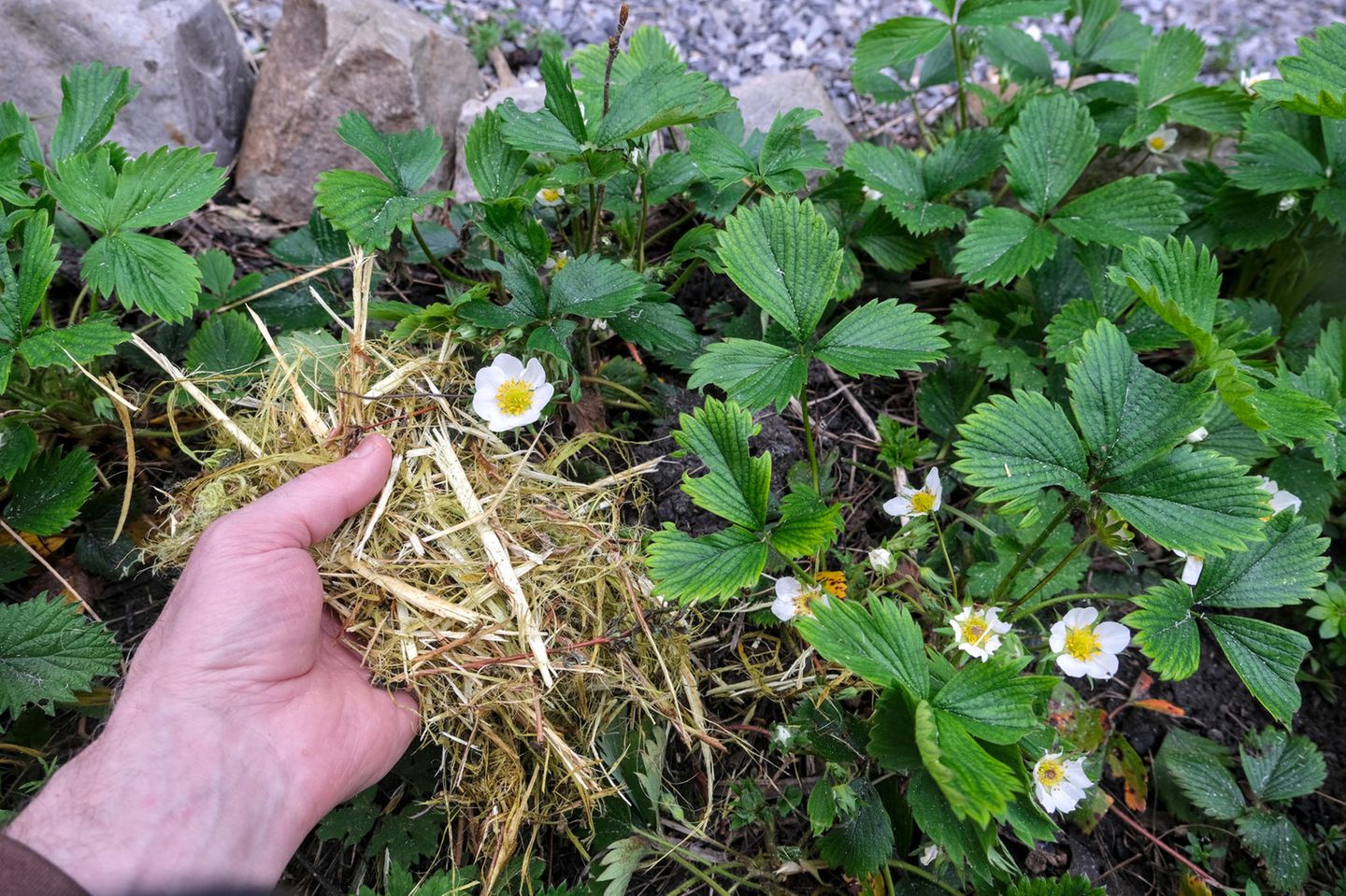 Gartenarbeit im Mai Die besten Tipps für Naturgärten [GEO]