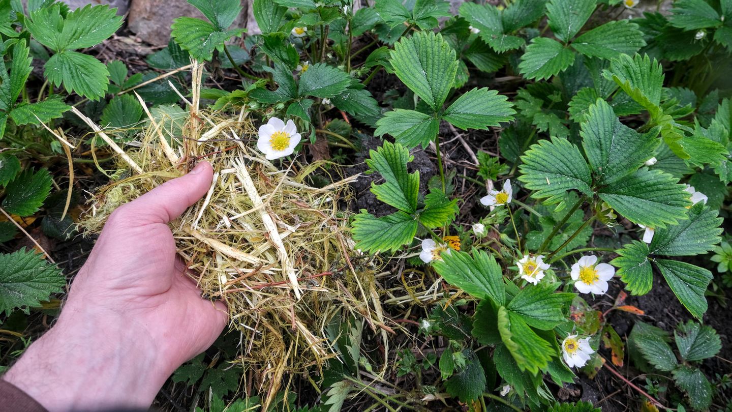 Gartenarbeit im Mai Die besten Tipps für Naturgärten [GEO]