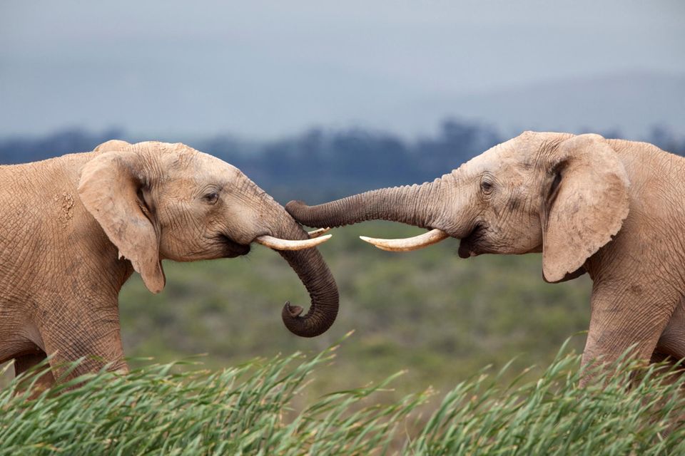Elefanten im Addo Elephant Park in Südafrika