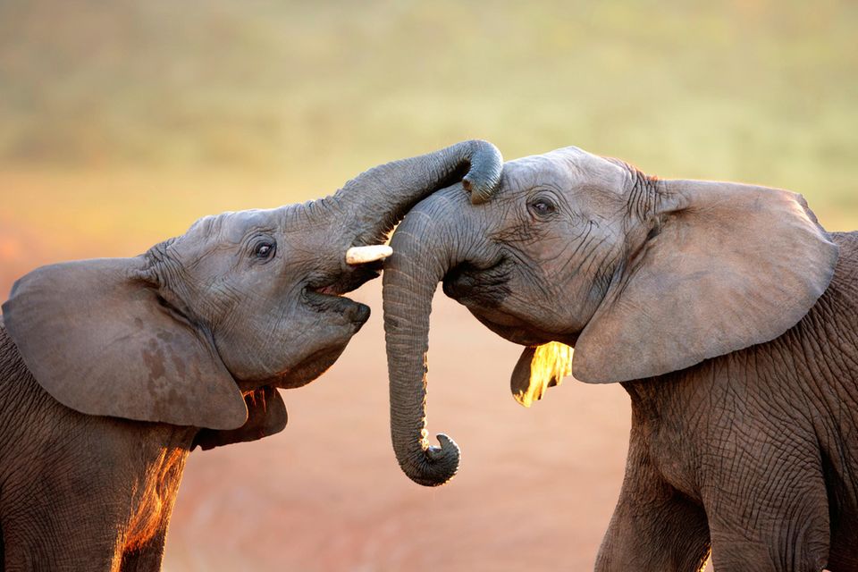 Elefanten haben starke soziale Netzwerke - können sie auch Liebe empfinden?