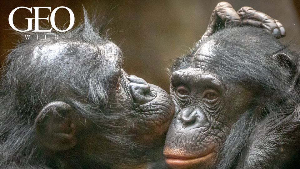GEO WILD: Eine Frage der Liebe: Gefühle in der Tierwelt GEO WILD: Eine Frage der Liebe: Gefühle in der Tierwelt