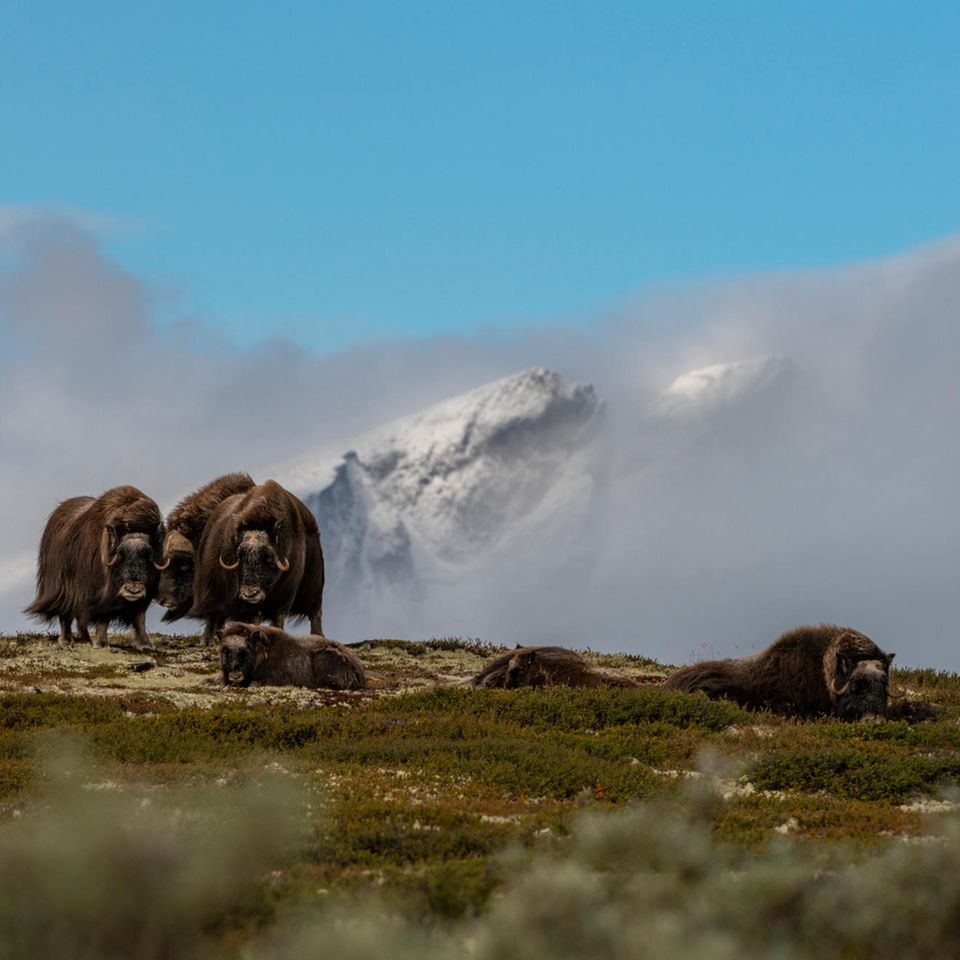 Moschusochsen im Dovrefjell-Gebirge