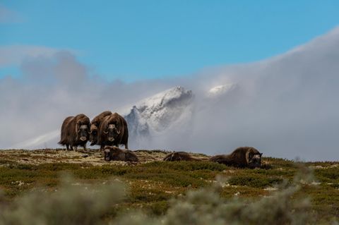 Moschusochsen im Dovrefjell-Gebirge