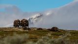 Moschusochsen im Dovrefjell-Gebirge