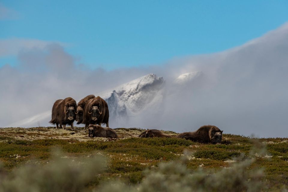 Moschusochsen im Dovrefjell-Gebirge 1.555