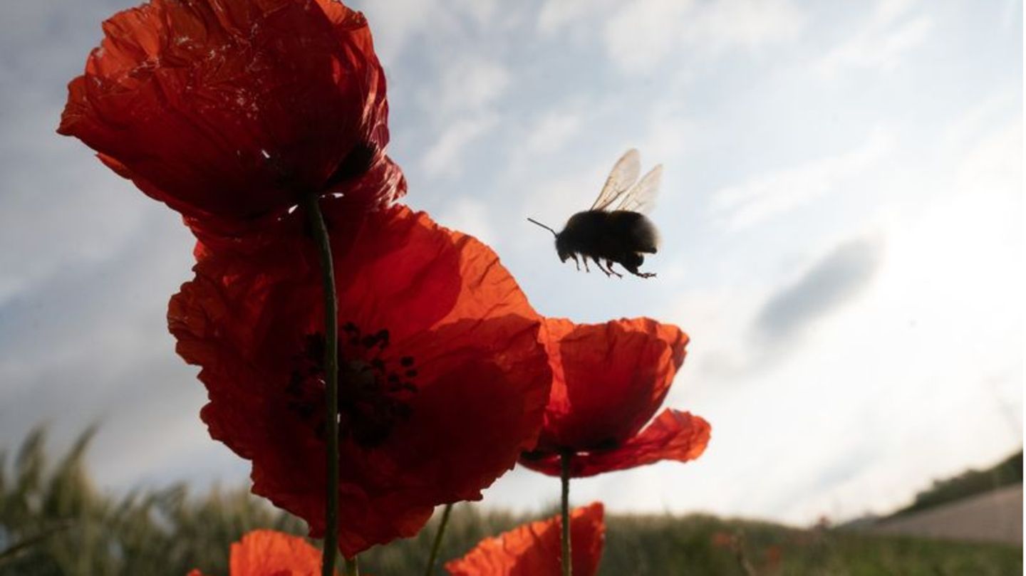 Eine Hummel fliegt eine Reihe von Mohnblumen an, die von der Morgensonne beleuchtet werden. Das deutschlandweite Insektensterben schreitet selbst in Naturschutzgebieten weiter voran