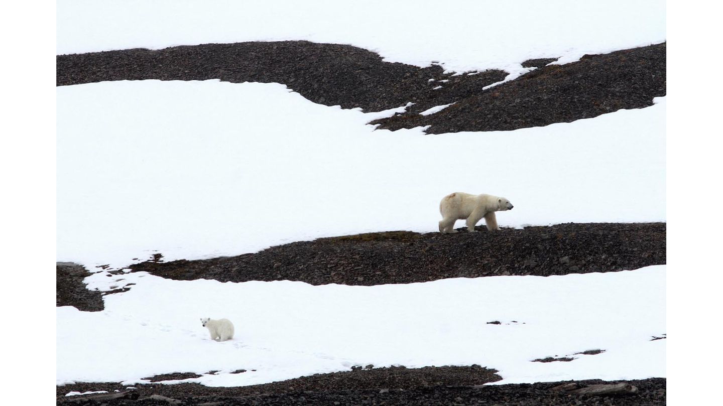 Eine Eisbärin ist mit ihrem Jungen in einer schwarz-weißen Landschaft unterwegs