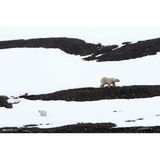 Eine Eisbärin ist mit ihrem Jungen in einer schwarz-weißen Landschaft unterwegs