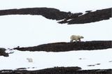 Eine Eisbärin ist mit ihrem Jungen in einer schwarz-weißen Landschaft unterwegs