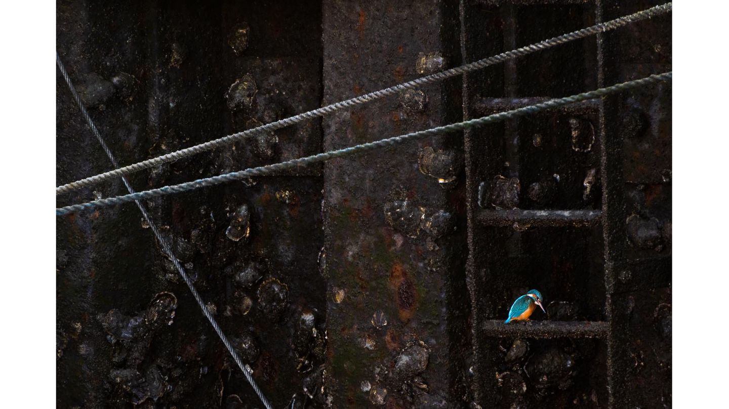 Ein Eisvogel sitzt auf einer Leiter im Hafen