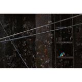 Ein Eisvogel sitzt auf einer Leiter im Hafen