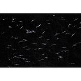 Eine Möwe ist umgeben von vielen Staren