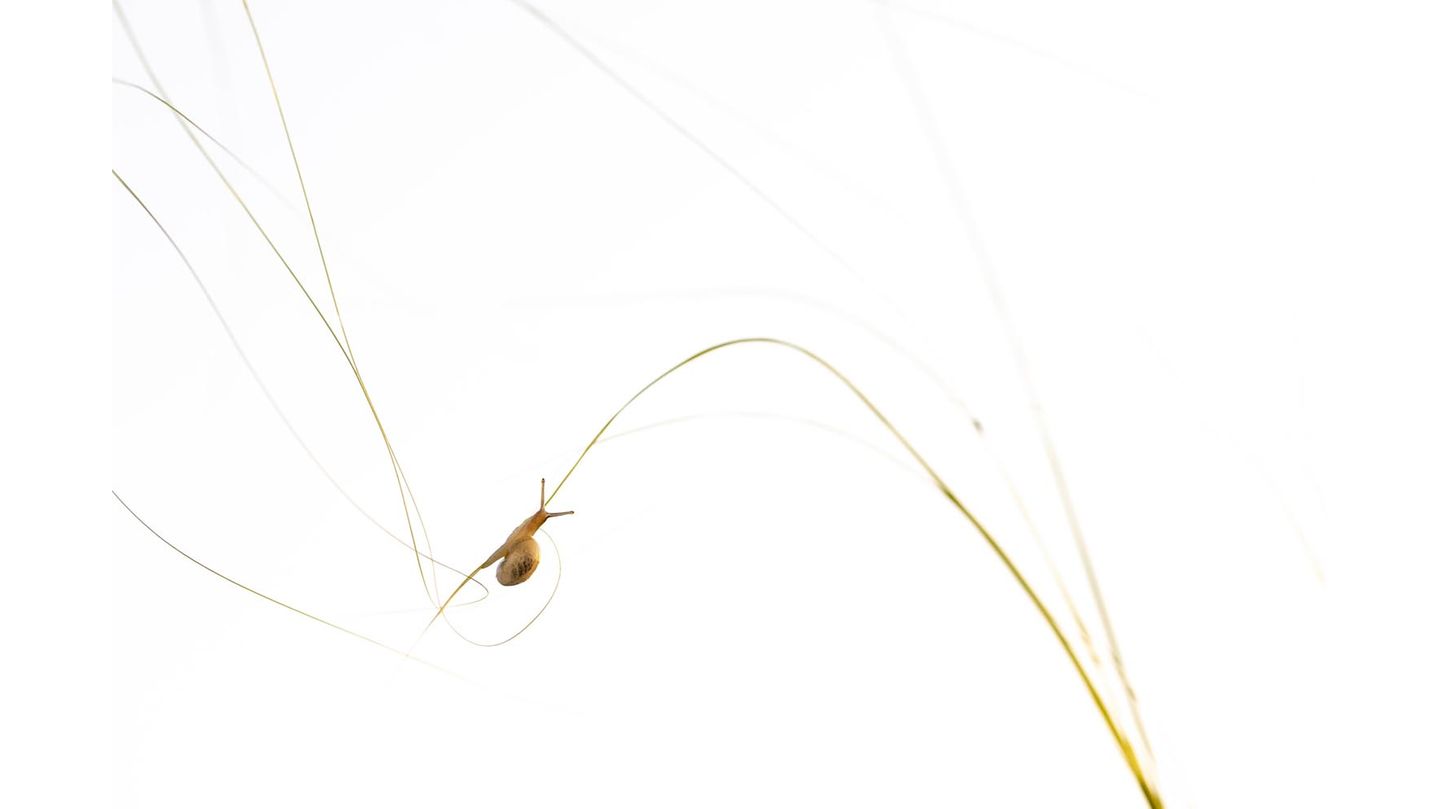 Eine Schnecke kriecht über einen dünnen Halm