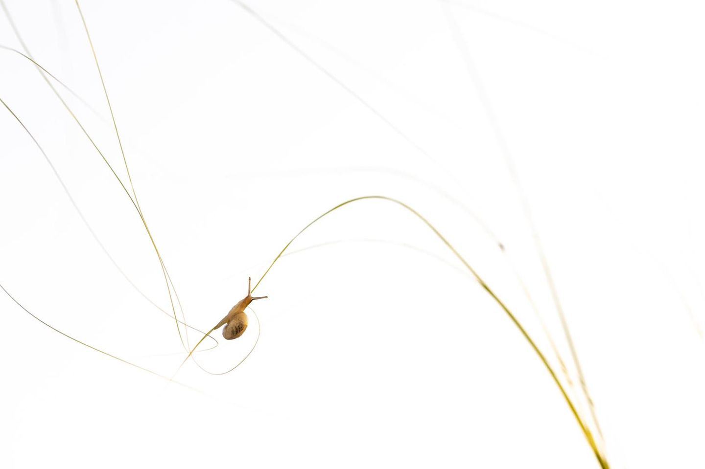 Eine Schnecke kriecht über einen dünnen Halm