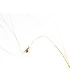 Eine Schnecke kriecht über einen dünnen Halm