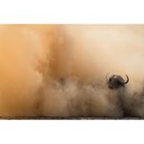 Ein Büffelkopf ragt aus einer sehr staubigen Umgebung heraus