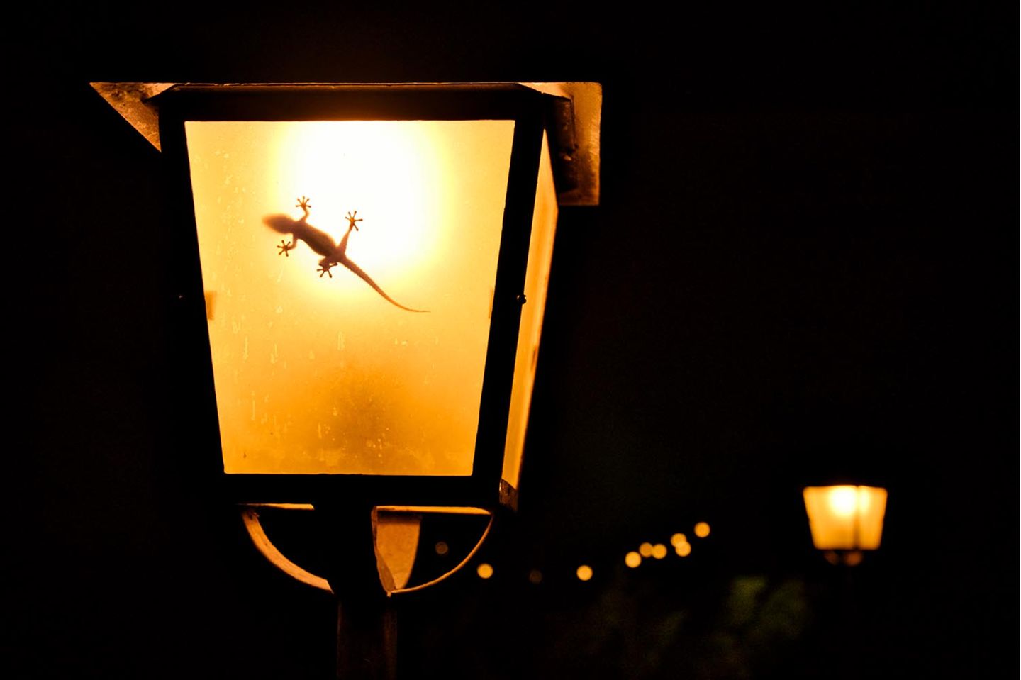 Ein Gecko ist bei Nacht in einer angeschalteten Laterne