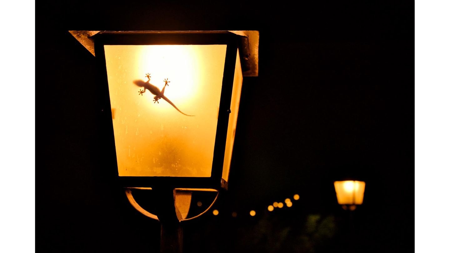 Ein Gecko ist bei Nacht in einer angeschalteten Laterne