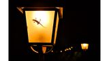 Ein Gecko ist bei Nacht in einer angeschalteten Laterne