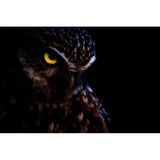 Nahaufnahme eines Steinkauzes mit einem leuchtend gelben Auge