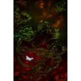 Eine tote Motte treibt auf dem roten Gewässer