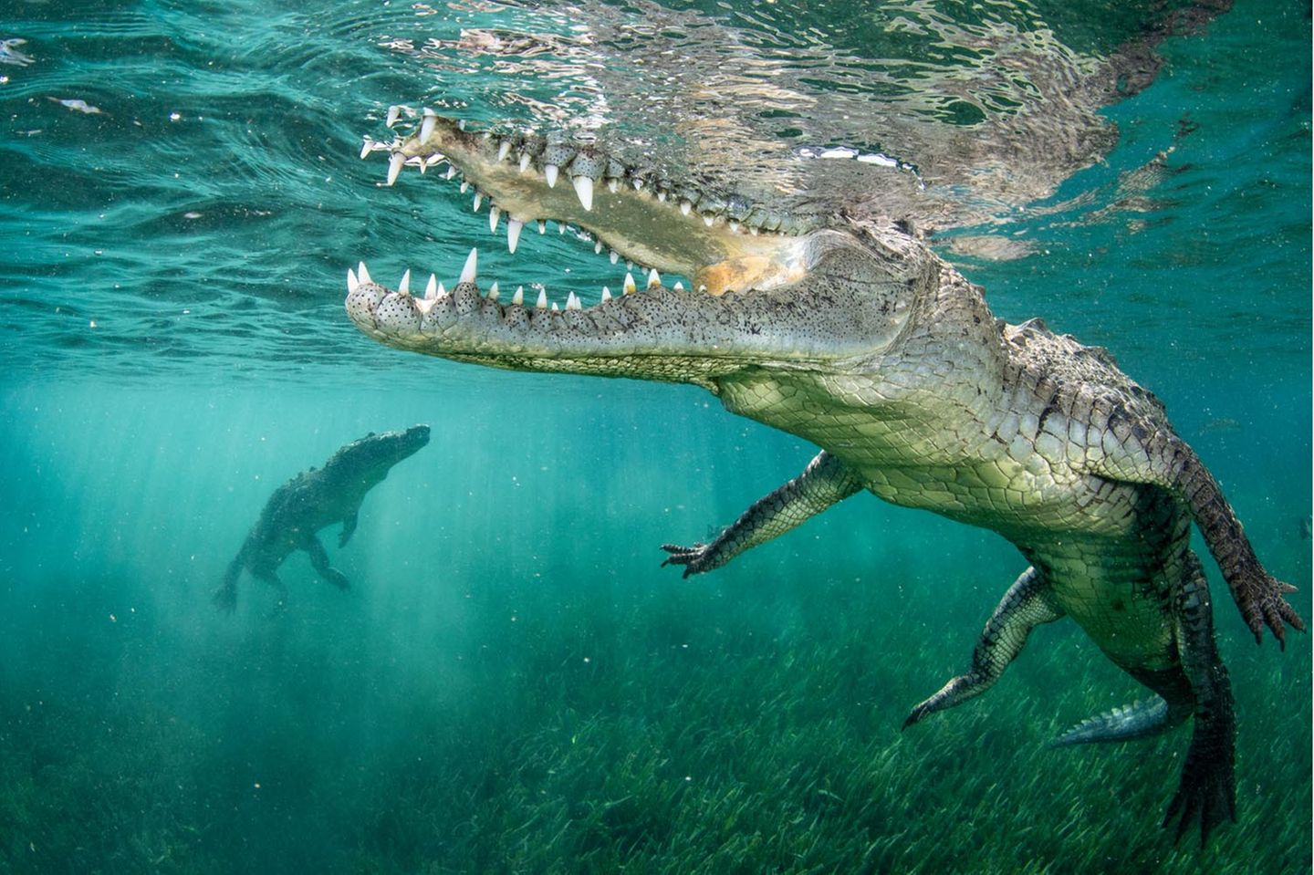 Zwei Krokodile in hellblauem Wasser. Das eine ist sehr nah und hat sein Maul offen