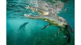 Zwei Krokodile in hellblauem Wasser. Das eine ist sehr nah und hat sein Maul offen