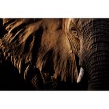 Porträt einer Elefantenkuh