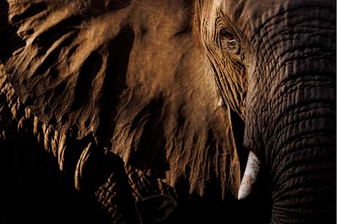 Porträt einer Elefantenkuh