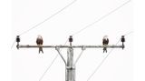 Zwei Milane sitzen auf einem Strommast und schauen voneinander weg