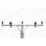 Zwei Milane sitzen auf einem Strommast und schauen voneinander weg